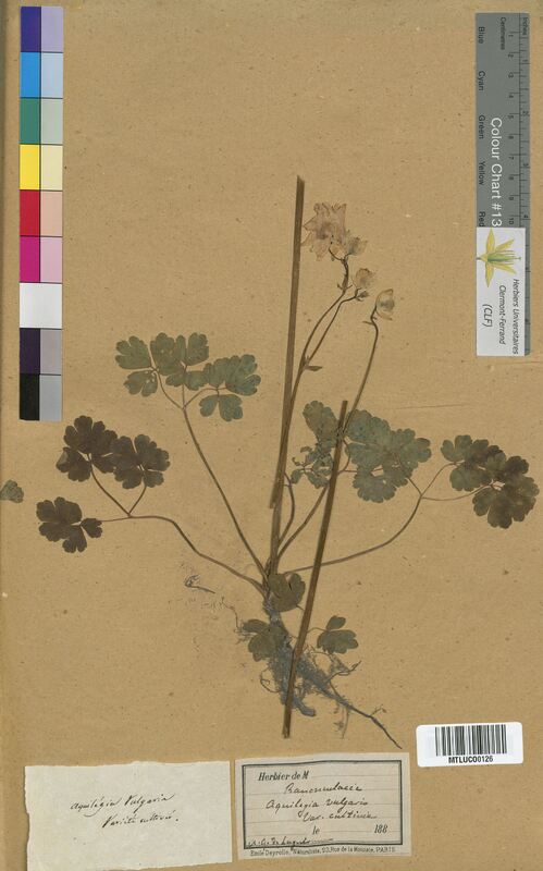 Aquilegia vulgaris (Ranunculaceae)
