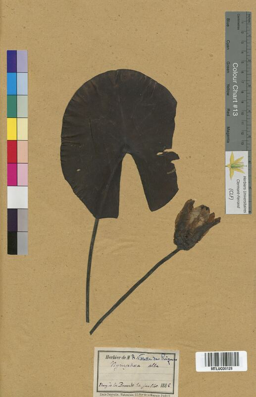 Nymphaea alba (Nymphaeaceae)