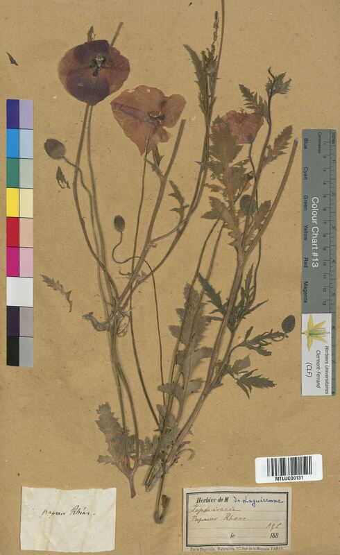 Papaver rhoeas (Papaveraceae)
