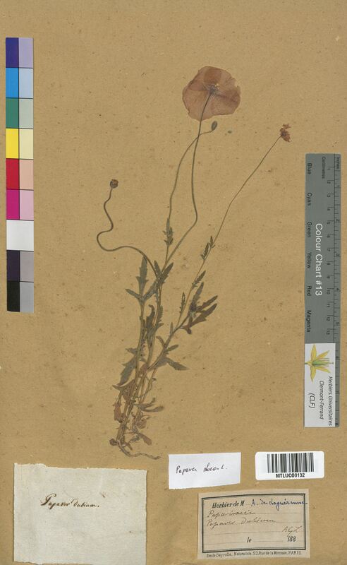 Papaver rhoeas (Papaveraceae)