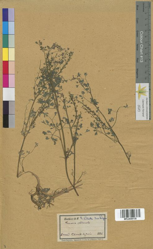 Fumaria officinalis (Fumariaceae)