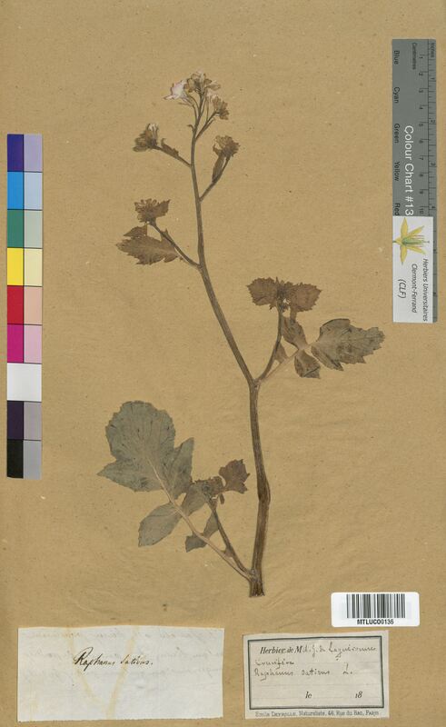 Raphanus sativus (Brassicaceae)