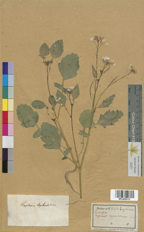 Raphanus raphanistrum (Brassicaceae)