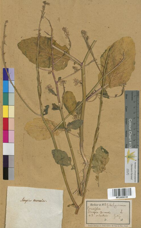 Sinapis arvensis (Brassicaceae)