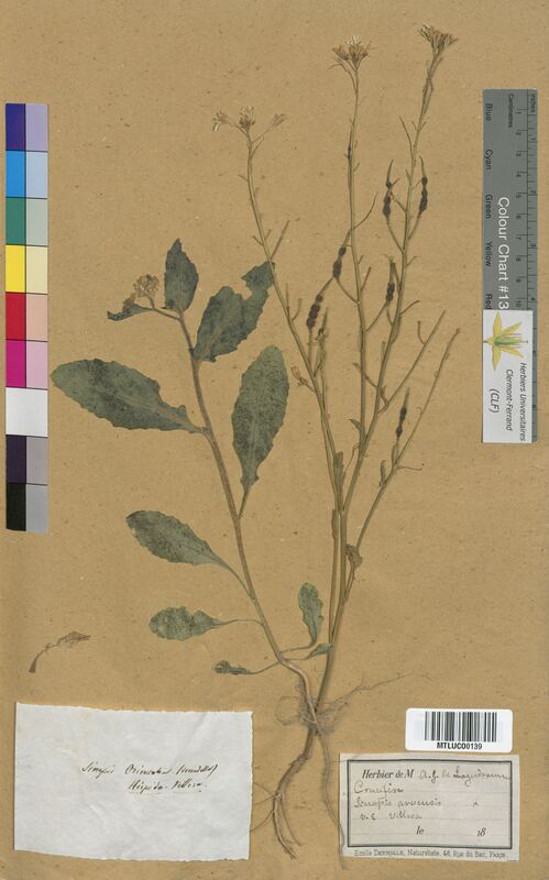 Sinapis arvensis (Brassicaceae)