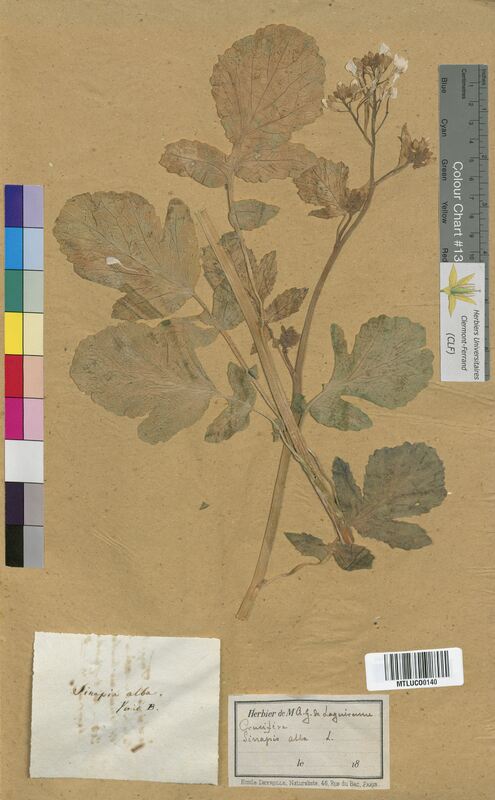 Sinapis alba (Brassicaceae)