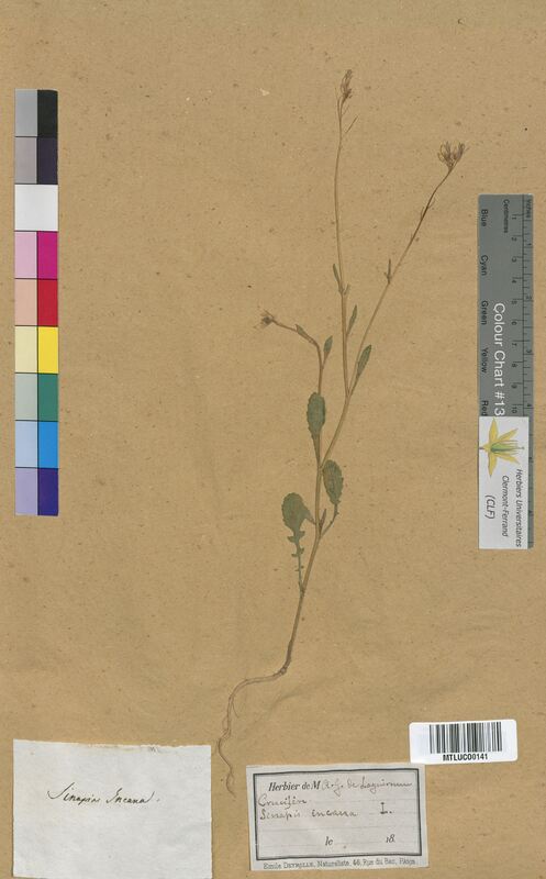Sinapis incana (Brassicaceae)