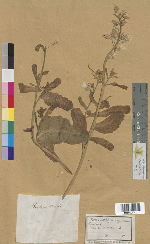 Brassica oleracea (Brassicaceae)