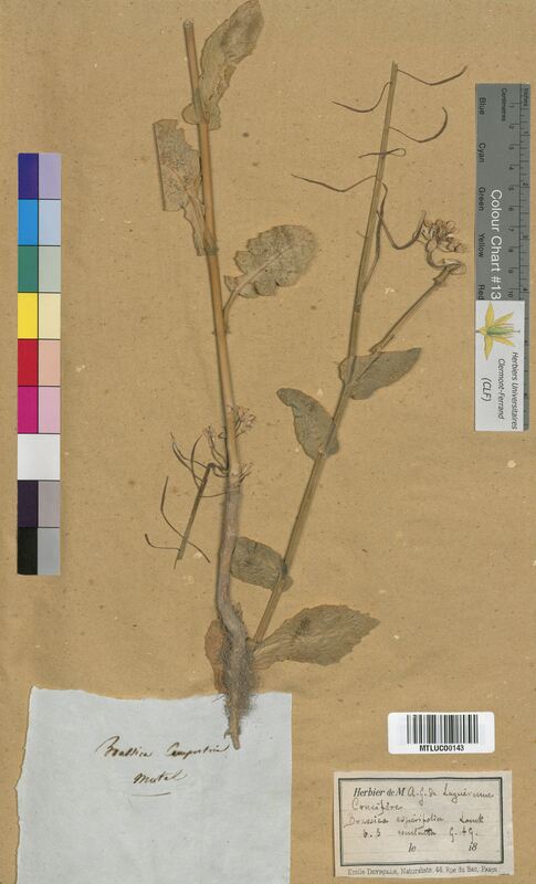 Brassica asperifolia (Brassicaceae)