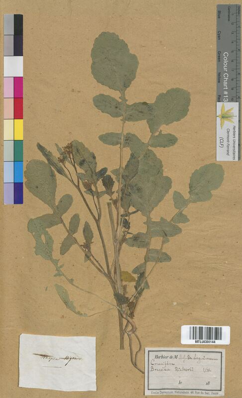 Brassica nigra (Brassicaceae)