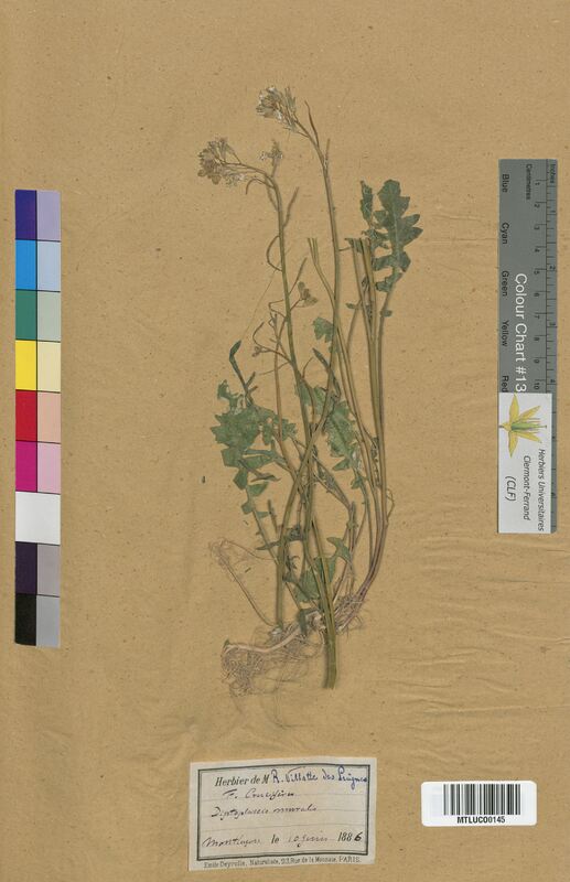 Diplotaxis muralis (Brassicaceae)