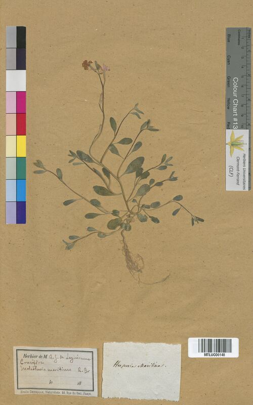 Hesperis maritima (Brassicaceae)