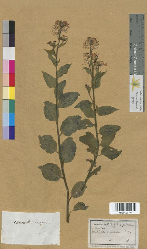 Cheiranthus incanus (Brassicaceae)