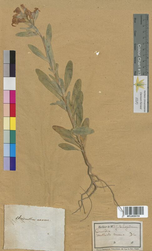 Cheiranthus annuus (Brassicaceae)