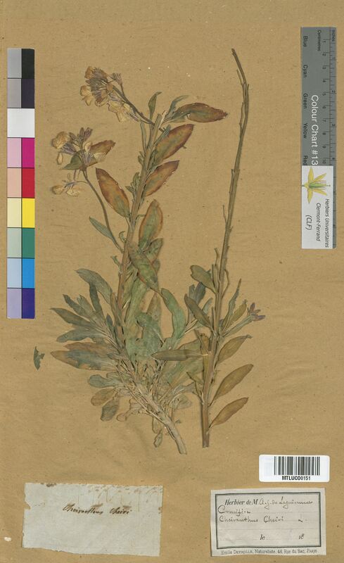 Cheiranthus cheiri (Brassicaceae)