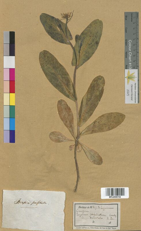 Brassica perfoliata (Brassicaceae)