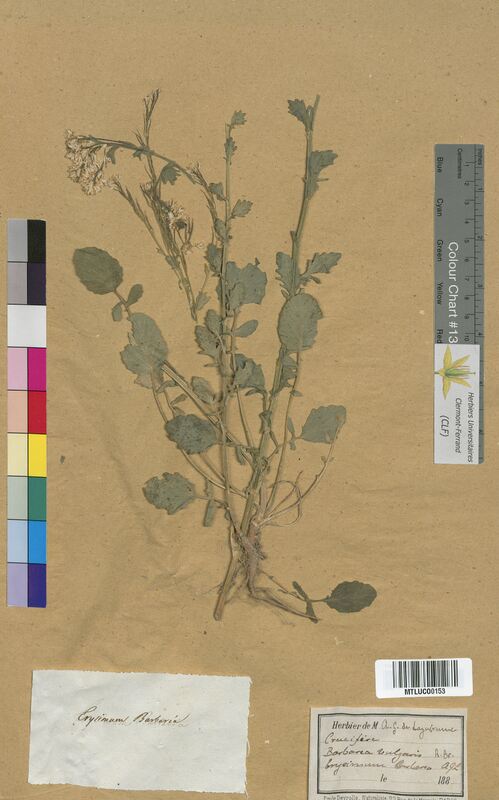Erysimum barbarea (Brassicaceae)