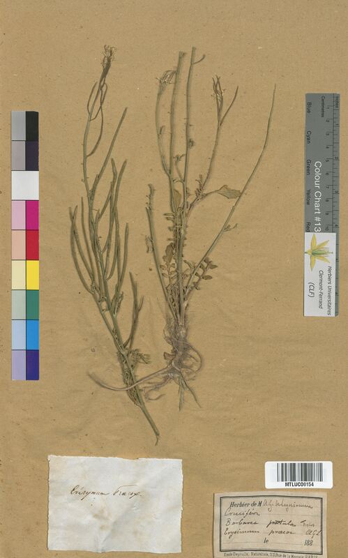 Erysimum praecox (Brassicaceae)
