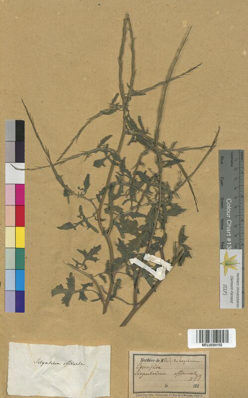 Sisymbrium officinale (Brassicaceae)