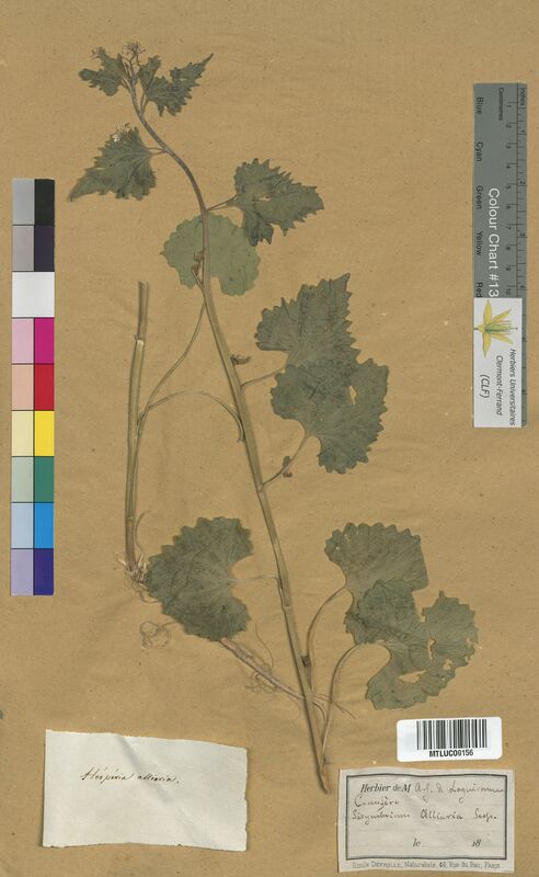 Sisymbrium alliaria (Brassicaceae)
