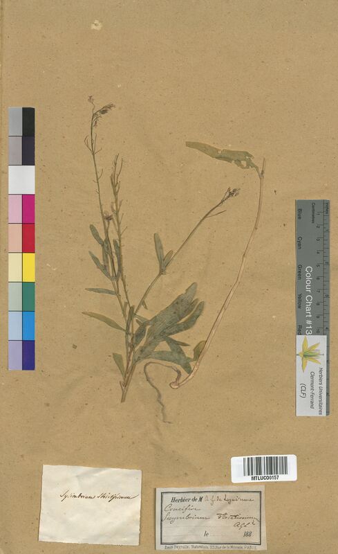 Sisymbrium strictissimum (Brassicaceae)