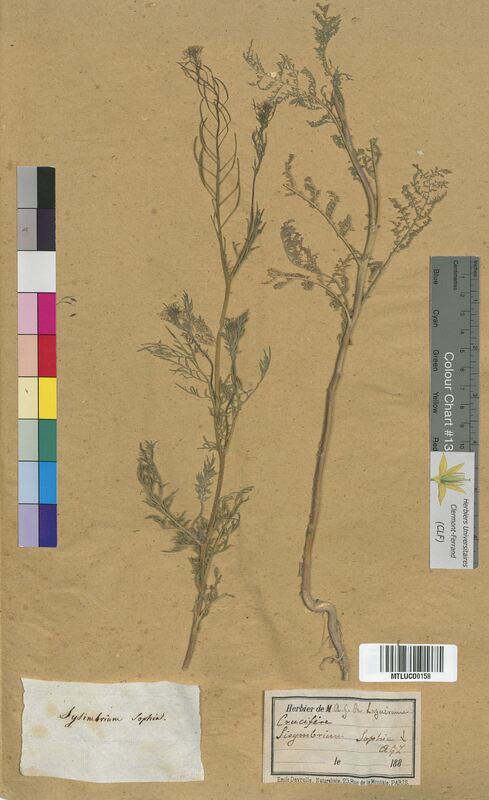 Sisymbrium sophia (Brassicaceae)