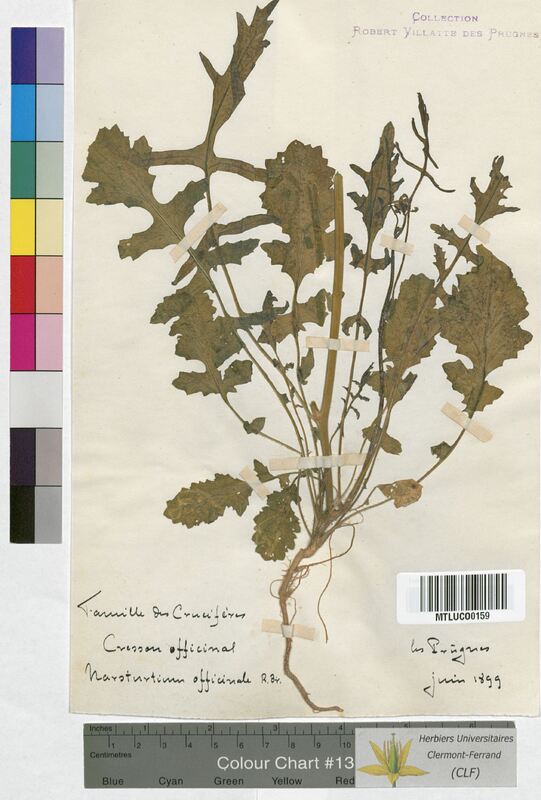 Nasturtium officinale (Brassicaceae)