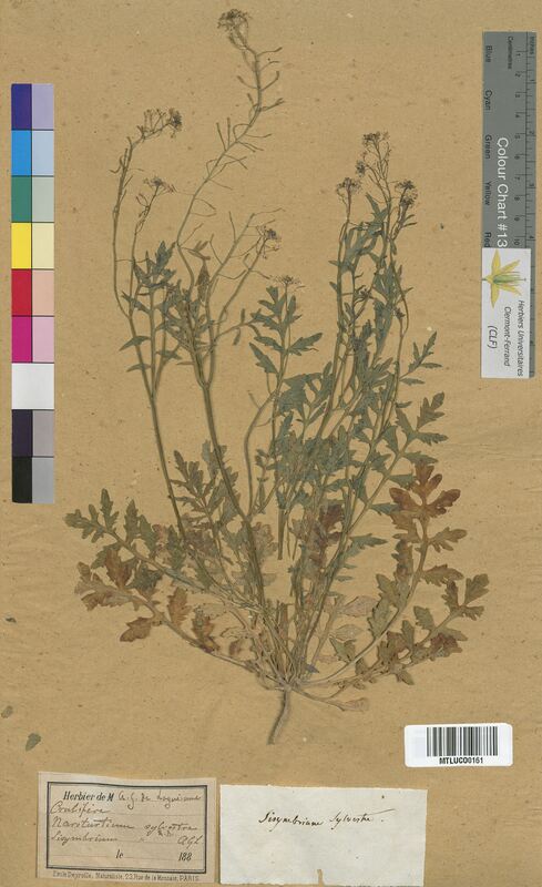 Sisymbrium sylvestre (Brassicaceae)