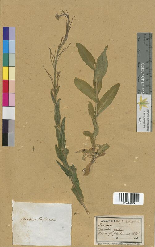 Arabis perfoliata (Brassicaceae)