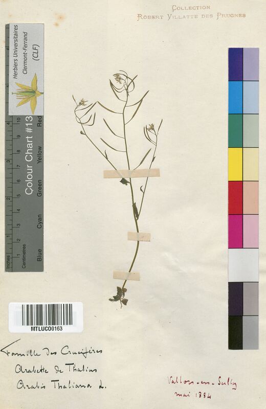 Arabis thaliana (Brassicaceae)