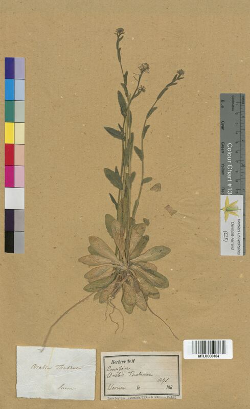 Arabis thaliana (Brassicaceae)