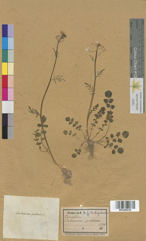 Cardamine pratensis (Brassicaceae)