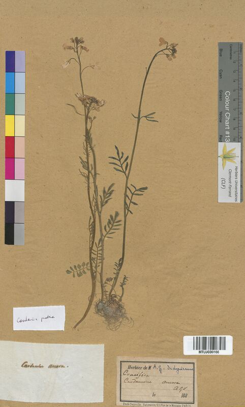 Cardamine pratensis (Brassicaceae)
