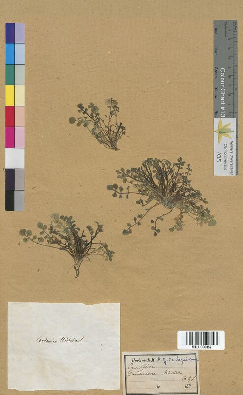 Cardamine hirsuta (Brassicaceae)