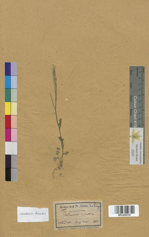 Cardamine hirsuta (Brassicaceae)