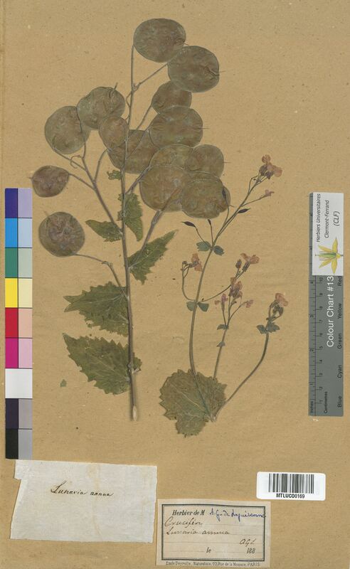 Lunaria annua (Brassicaceae)