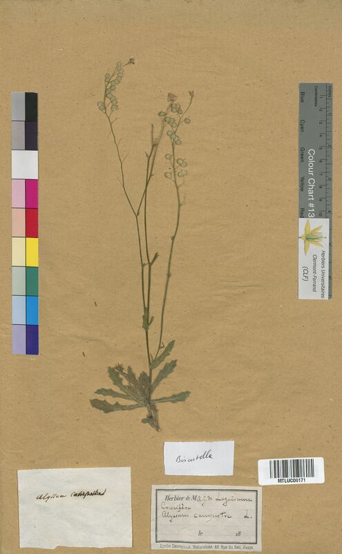 Biscutella sp. (Brassicaceae)
