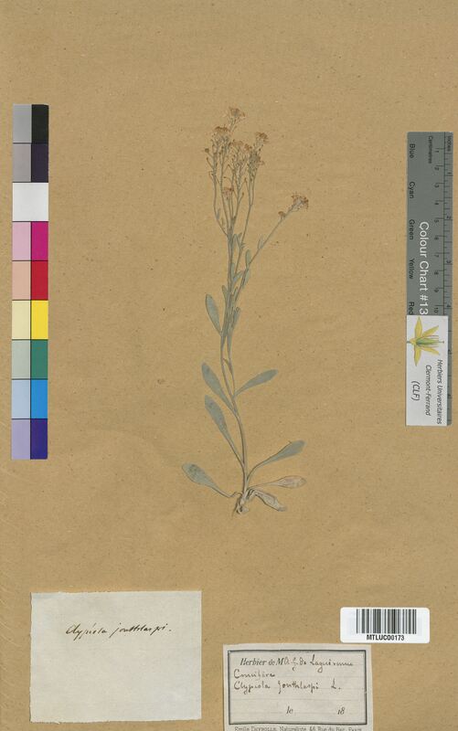 Clypeola jonthlaspi (Brassicaceae)