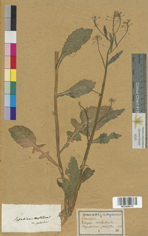Sisymbrium palustre (Brassicaceae)