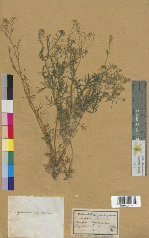 Rorippa pyrenaica (Brassicaceae)