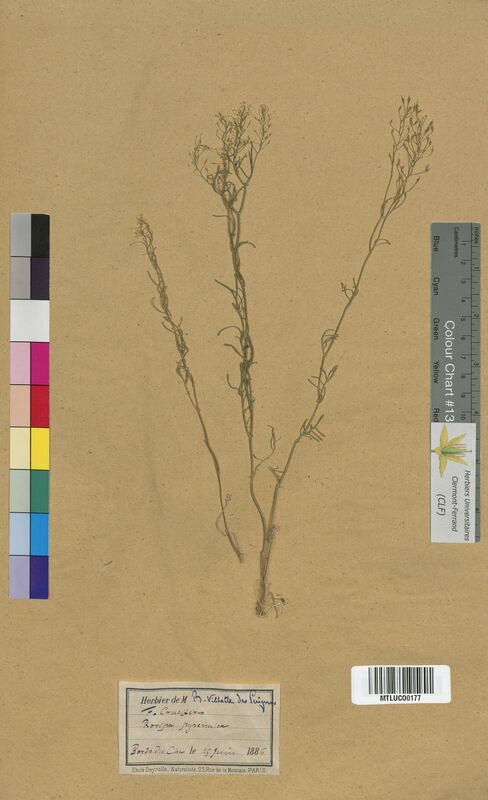 Rorippa pyrenaica (Brassicaceae)