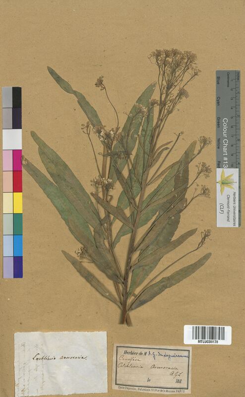 Cochlearia armoracia (Brassicaceae)