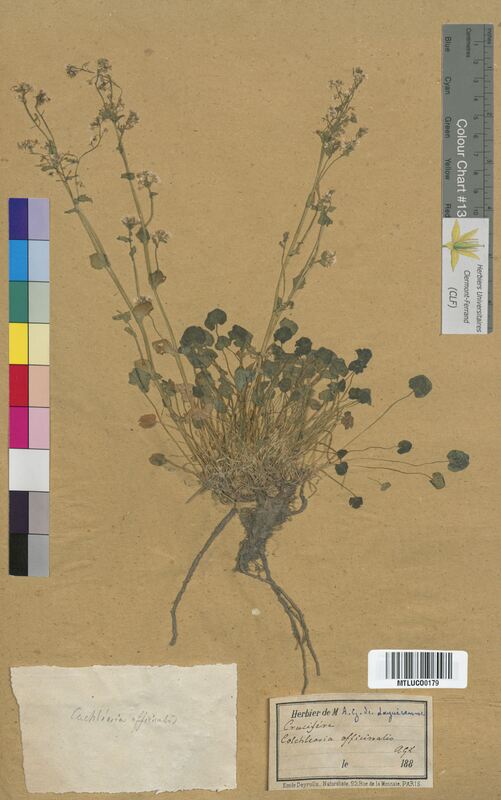 Cochlearia officinalis (Brassicaceae)