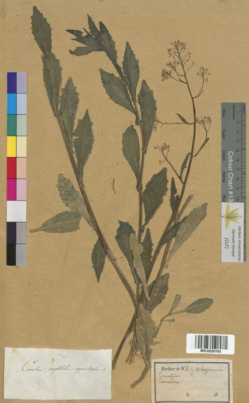 Camelina aquatica (Brassicaceae)