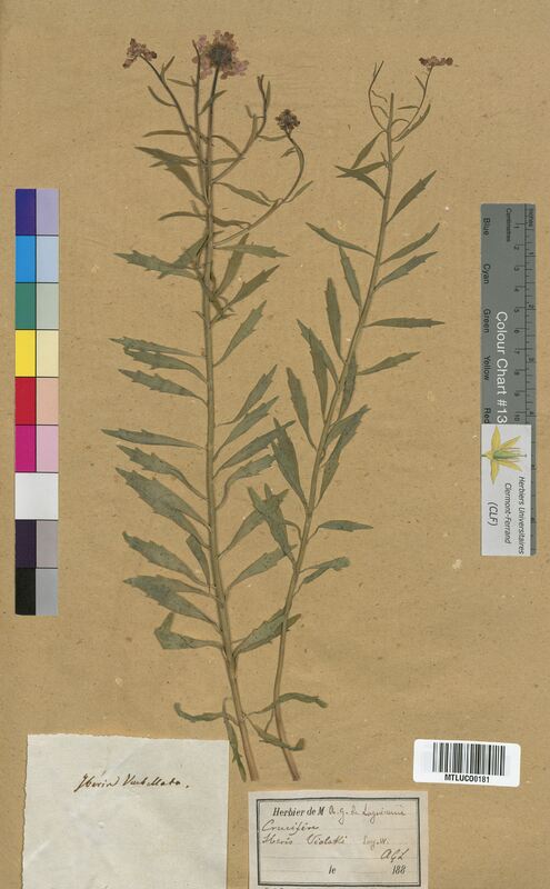 Iberis violletii (Brassicaceae)