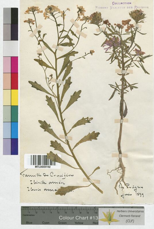 Iberis amara (Brassicaceae)