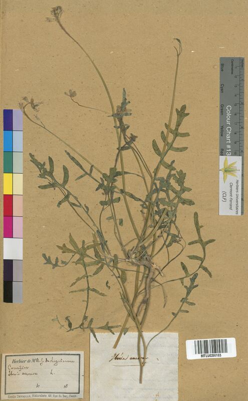 Iberis amara (Brassicaceae)