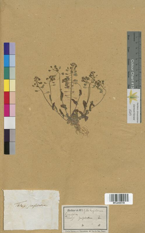 Thlaspi perfoliatum (Brassicaceae)