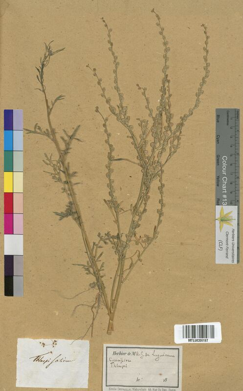 Thlaspi sativum (Brassicaceae)