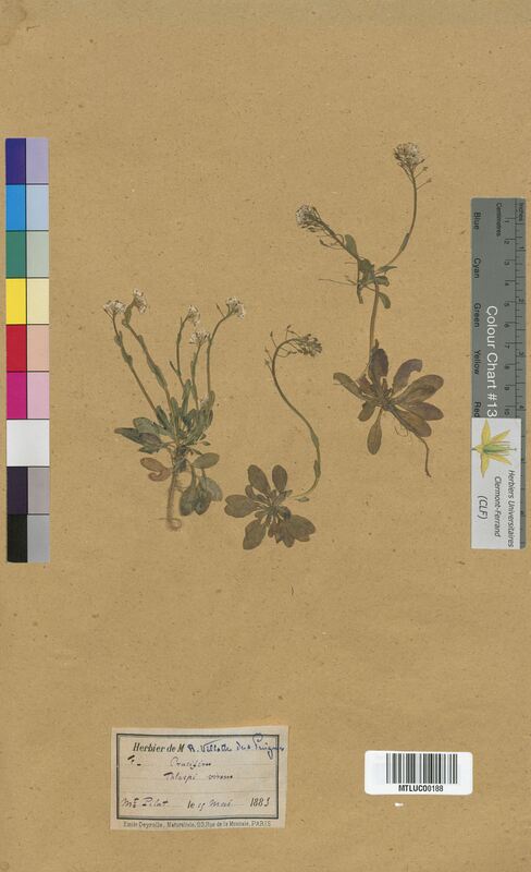 Thlaspi virens (Brassicaceae)